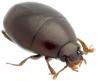 Acritus analis